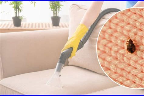 protect couch from bed bugs.